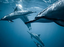 开云APP下载-轮番“教育”多位国产内线 35岁哈达迪仍能横行CBA